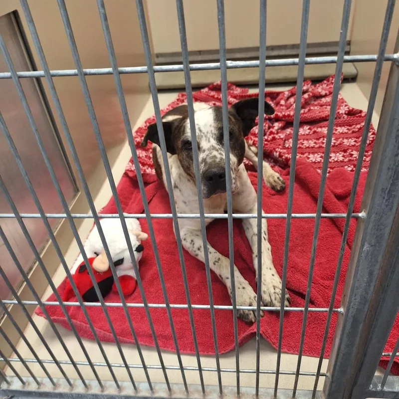 A senior large-sized male Pit Bull Terrier dog named Viking for adoption in Flagstaff, AZ