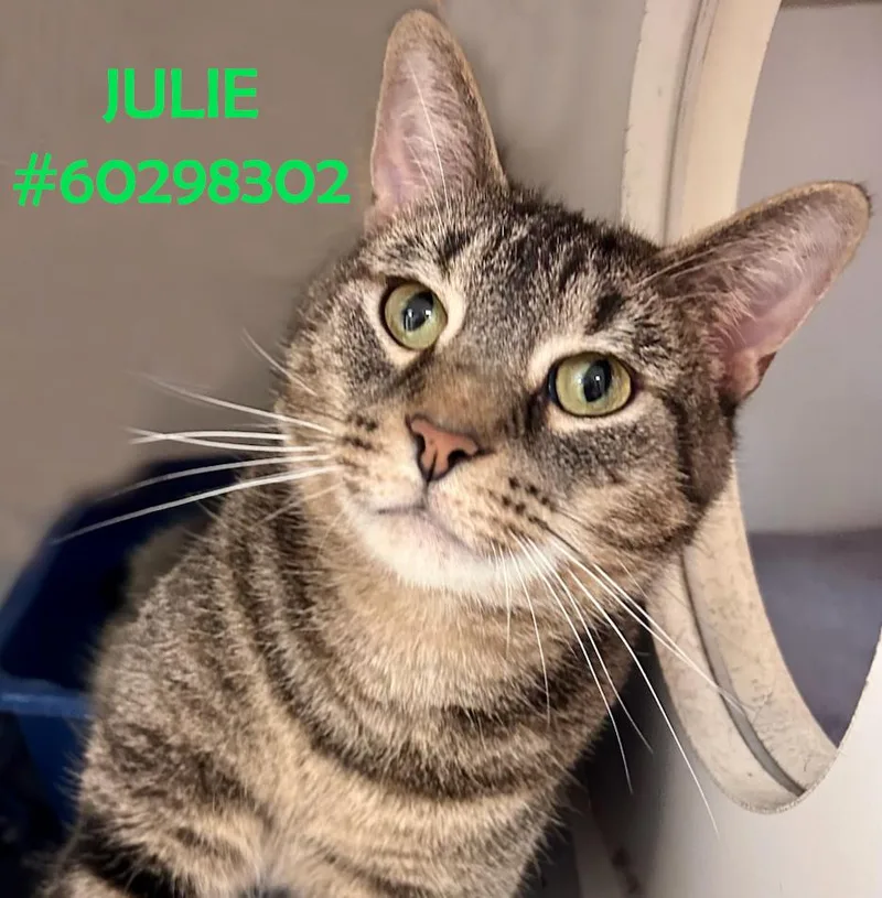 A young medium-sized female Gray / Blue / Silver Tabby cat named Julie for adoption in Wilkes Barre, PA