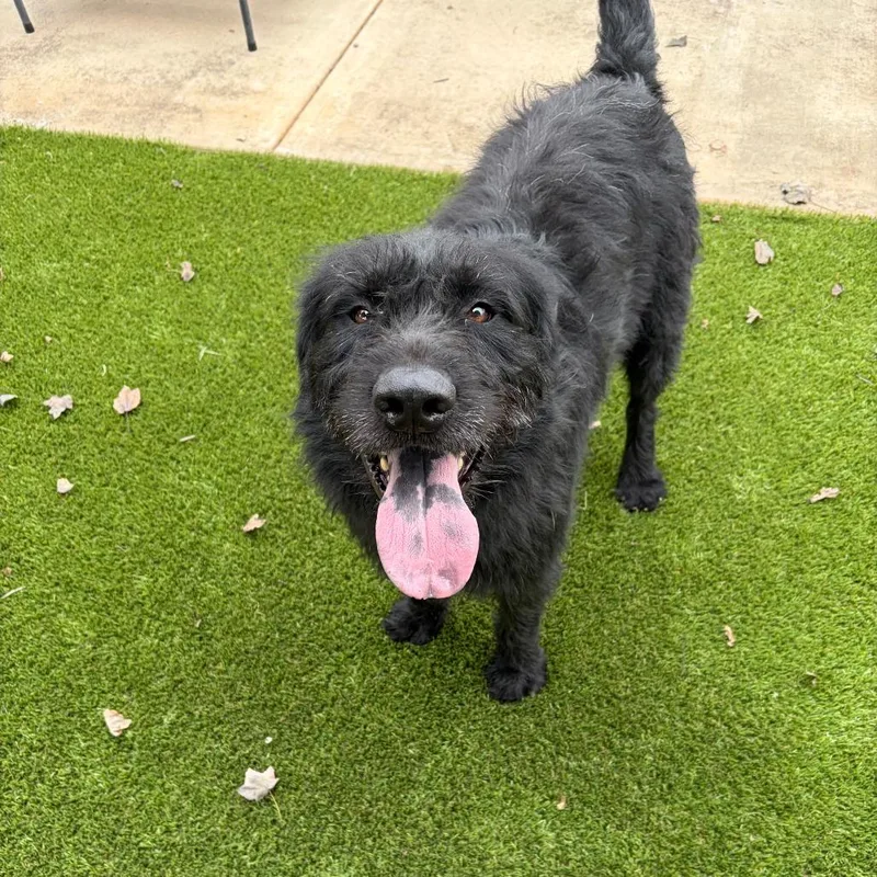 An adult large-sized male Black Poodle dog named Seymour for adoption in Greensboro, GA