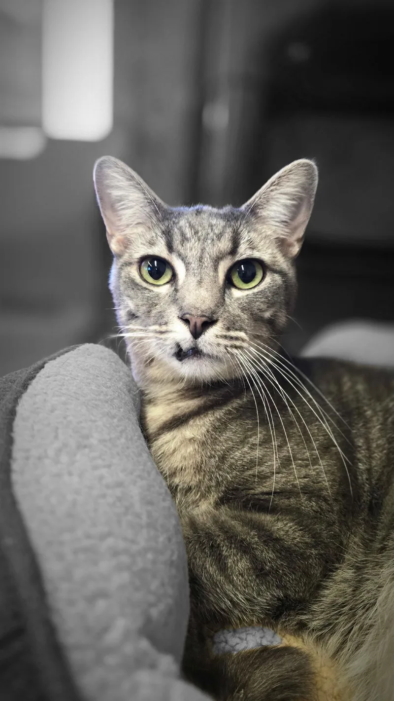 A young medium-sized male Tabby (Gray / Blue / Silver) Domestic Short Hair cat named Bobby for adoption in Mira Loma, CA