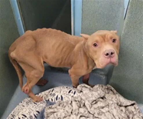 A young medium-sized male Pit Bull Terrier dog named Slim for adoption in Agoura, CA