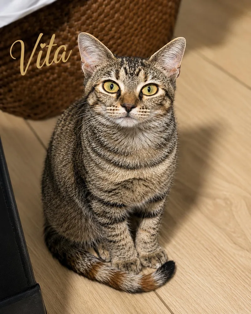 A baby medium-sized female Tabby cat named Vita for adoption in Greenville, DE