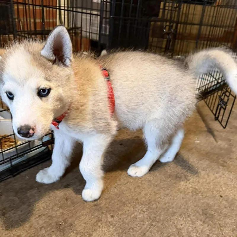 Luke Skywalker thumbnail 2