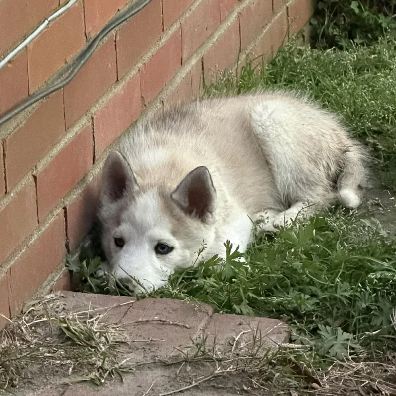 Luke Skywalker thumbnail 3