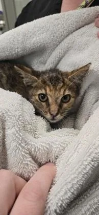 A young small-sized female Domestic Short Hair cat named Elise for adoption in Daphne, AL