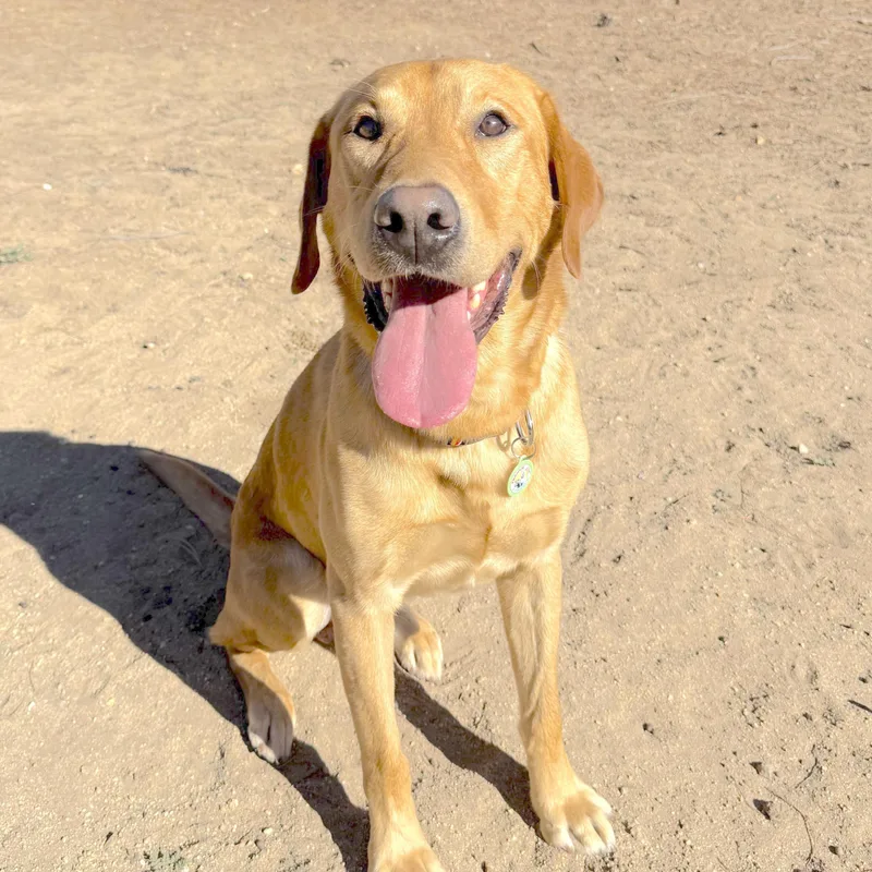 An adult medium-sized male Apricot / Beige Labrador Retriever dog named Jimbo for adoption in Los Angeles, CA