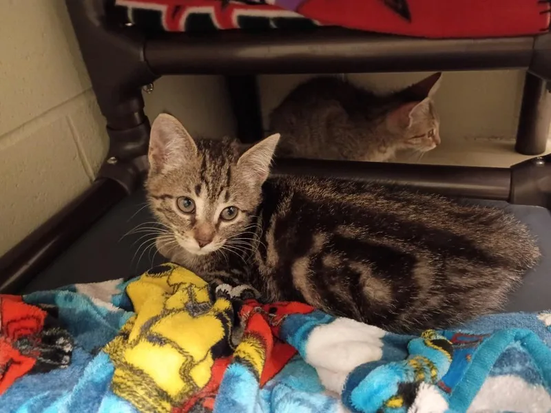 A baby medium-sized female Domestic Short Hair cat named Willow for adoption in Hamilton, OH