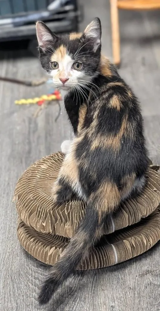 A baby medium-sized female Domestic Short Hair cat named Iris for adoption in Warren, MI