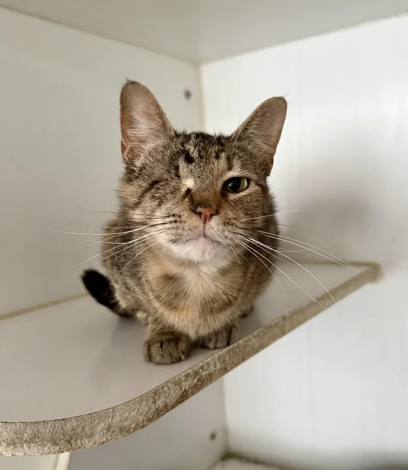 A young medium-sized female Tabby (Brown / Chocolate) Domestic Short Hair cat named Mimi for adoption in Shreveport, LA