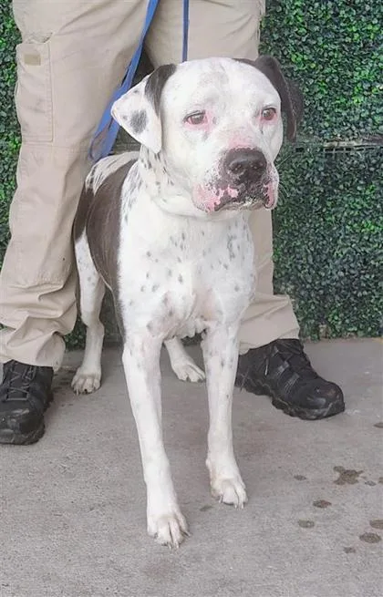 A baby medium-sized male White / Cream Pit Bull Terrier dog named Max for adoption in El Paso, TX