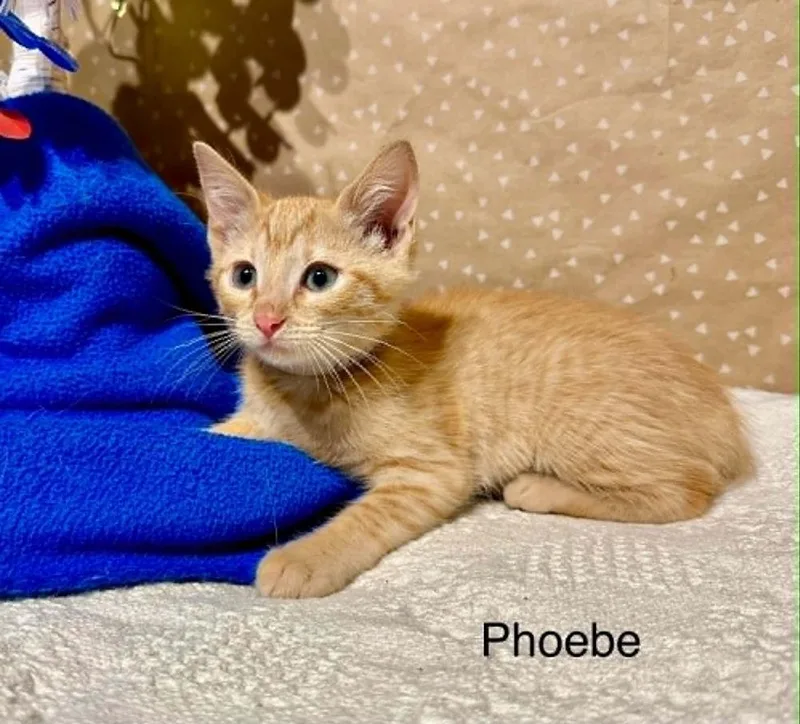 A baby small-sized female Domestic Short Hair cat named Phoebe for adoption in Groveland, MA