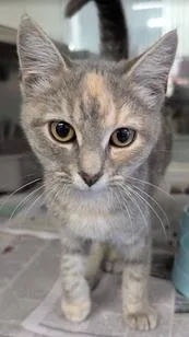 A baby medium-sized female Gray / Blue / Silver Domestic Short Hair cat named Panini for adoption in Herndon, VA