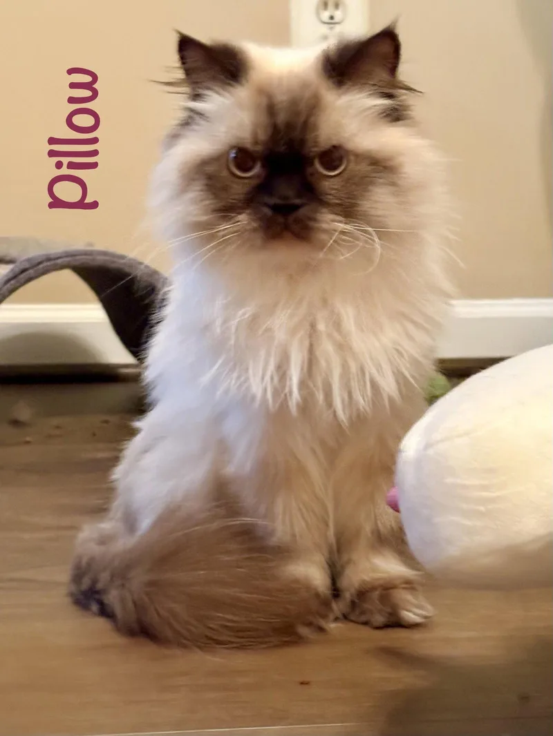 An adult medium-sized female Persian cat named Pillow for adoption in Reston, VA