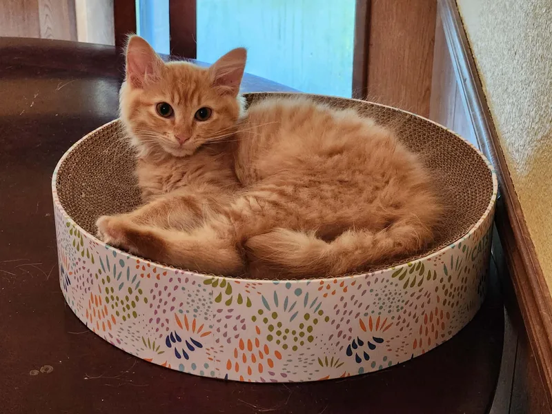 A young medium-sized female Domestic Medium Hair cat named Sweet Tea for adoption in Mansfield, TX