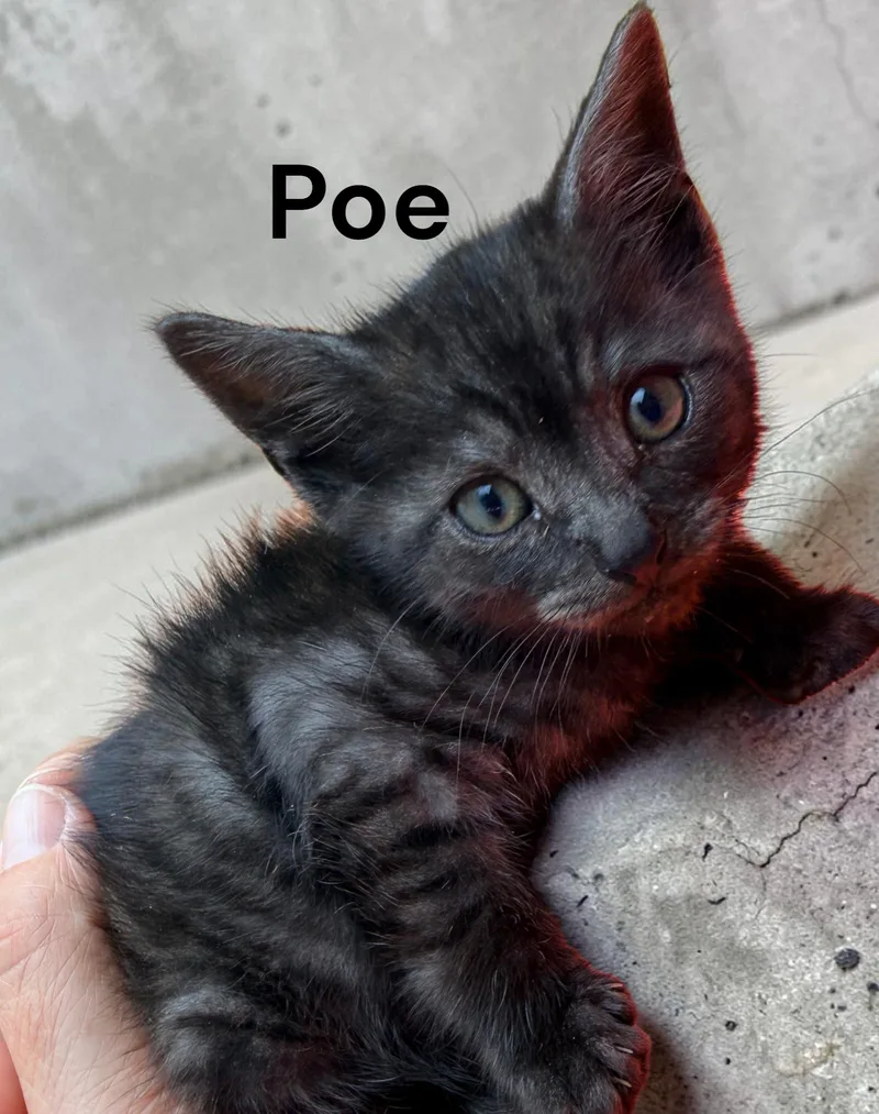 A baby medium-sized male Domestic Short Hair cat named Poe for adoption in Weems, VA