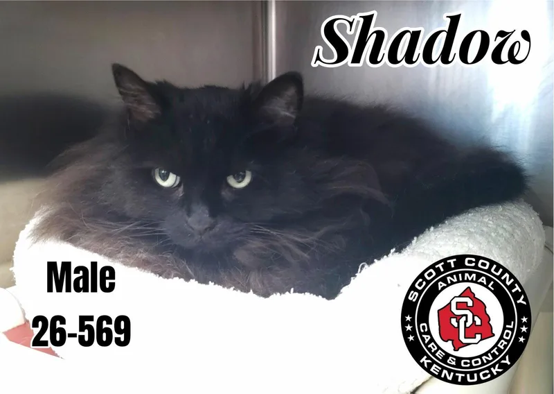 A senior small-sized male Black Domestic Long Hair cat named Shadow for adoption in Georgetown, KY
