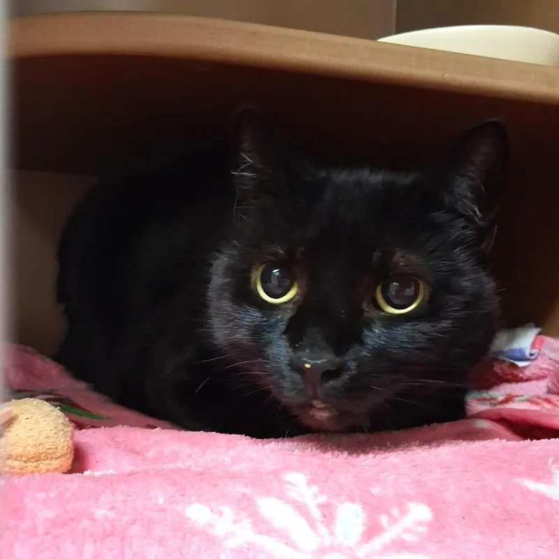 A senior large-sized female Domestic Short Hair cat named Bebes for adoption in Middlebury, VT