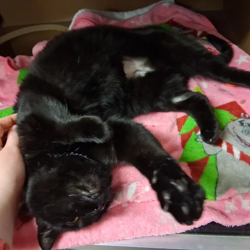 Bebes thumbnail 2