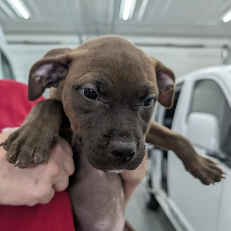 A baby medium-sized male Brown / Chocolate Mixed Breed dog named Tank for adoption in DeKalb, IL