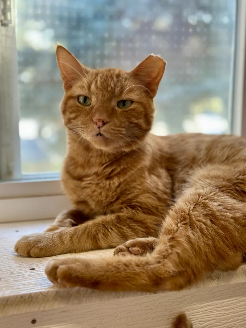 An adult medium-sized male Orange / Red Domestic Short Hair cat named Dunkin for adoption in Faribault, MN