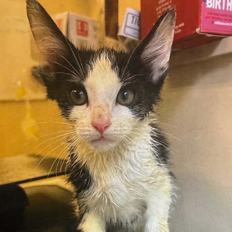 A baby small-sized male White Domestic Short Hair cat named Gryffindor for adoption in Lake Panasoffkee, FL
