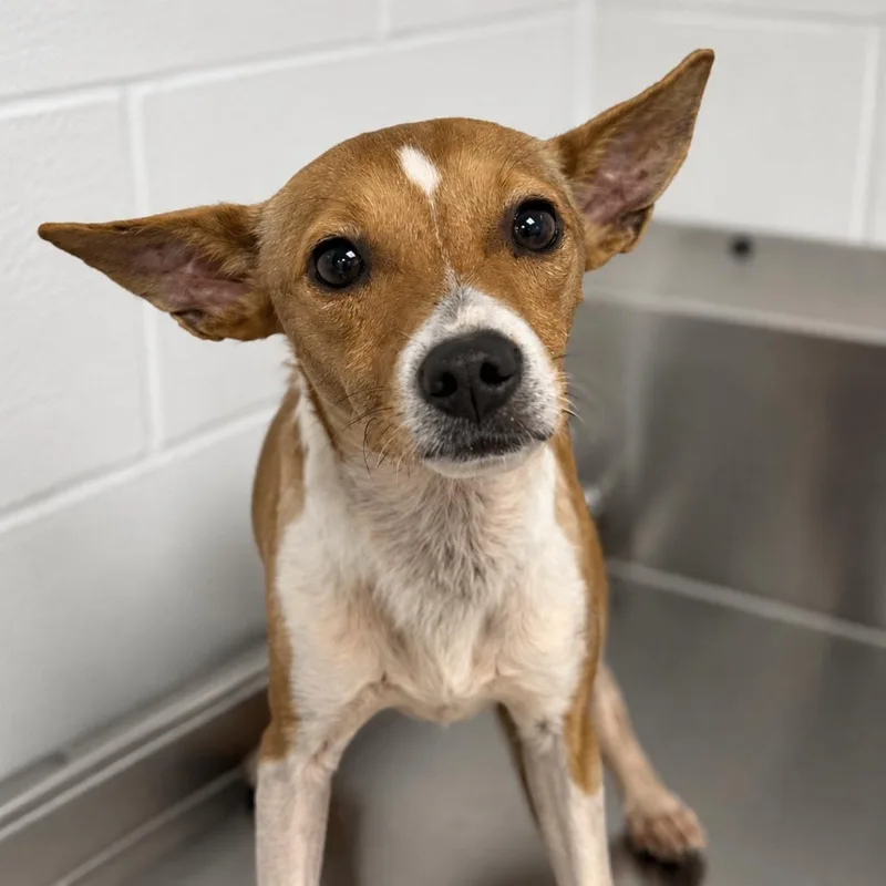 An adult small-sized male Yellow / Tan / Blond / Fawn Mixed Breed dog named Ernest for adoption in Sarasota, FL