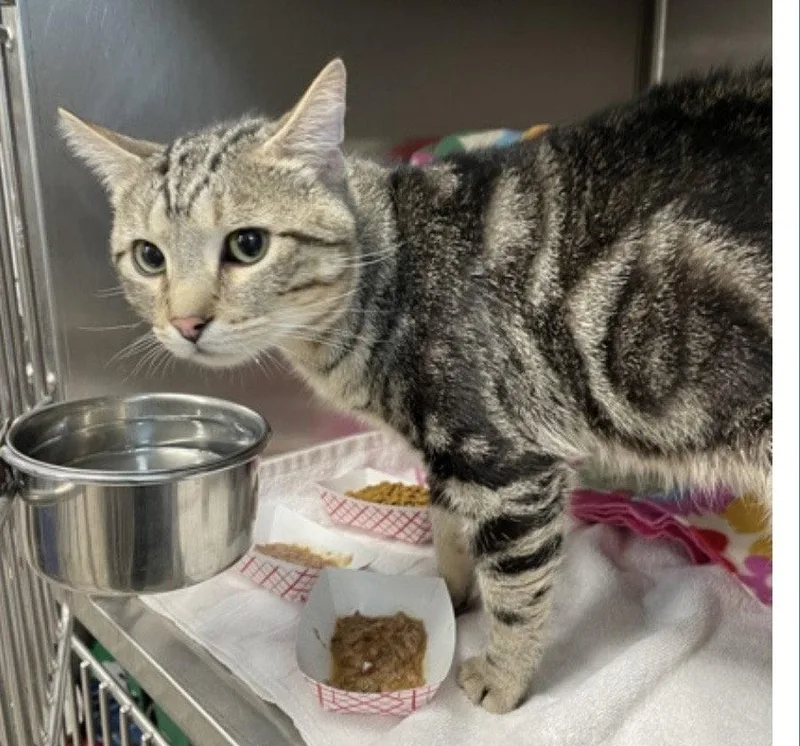 An adult medium-sized male Domestic Short Hair cat named Aslan for adoption in Wheaton, IL