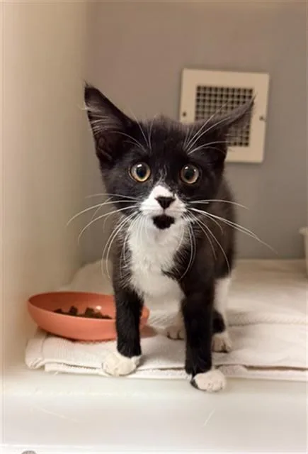 A baby small-sized male Domestic Short Hair cat named Ollie for adoption in Statesville, NC