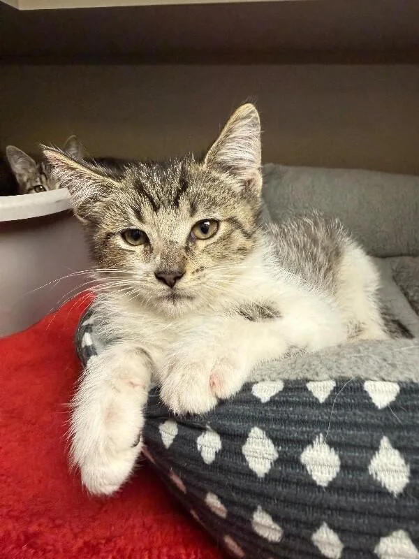 A young small-sized male White Domestic Short Hair cat named Acorn for adoption in Osseo, MI