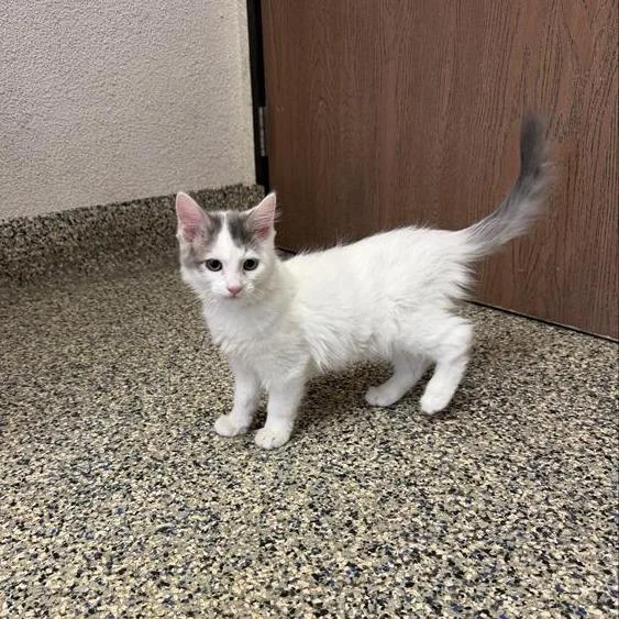 A baby small-sized male Gray / Blue / Silver Domestic Medium Hair cat named Breeze for adoption in Hawthorne, CA