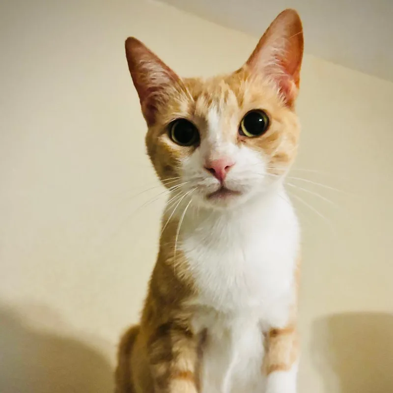 A young large-sized female Domestic Medium Hair cat named Peaches for adoption in Fredericksburg, TX