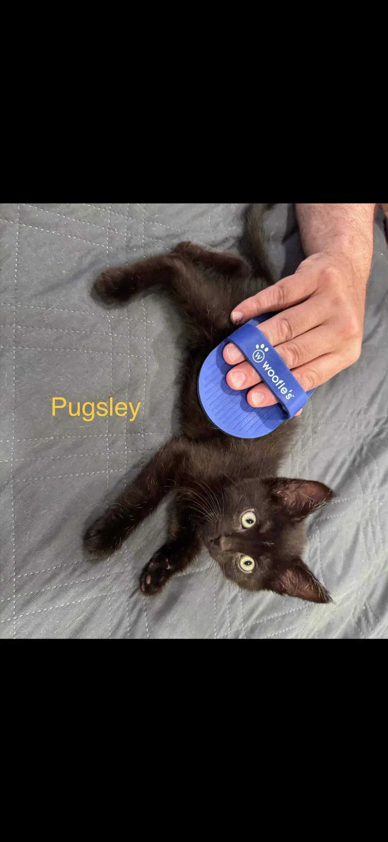 A baby small-sized male Black Domestic Short Hair cat named Pugsley for adoption in Rochester Hills, MI