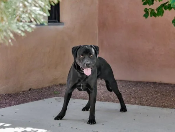 A young extra large-sized male Mixed Breed dog named Vader for adoption in Santa Fe, NM