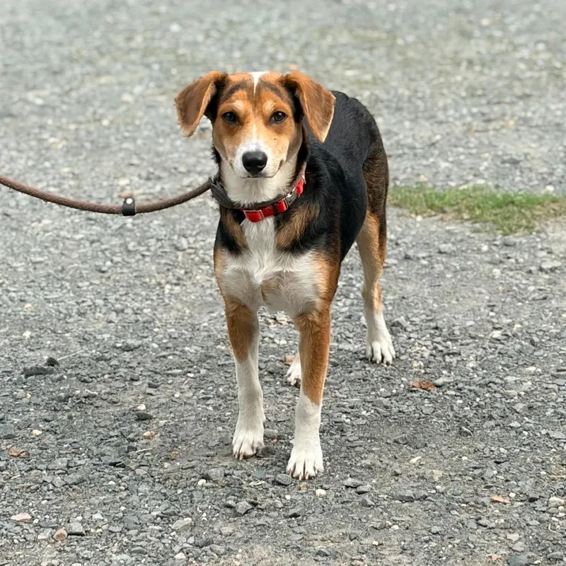 A young medium-sized female Beagle dog named Newt for adoption in Aldie, VA