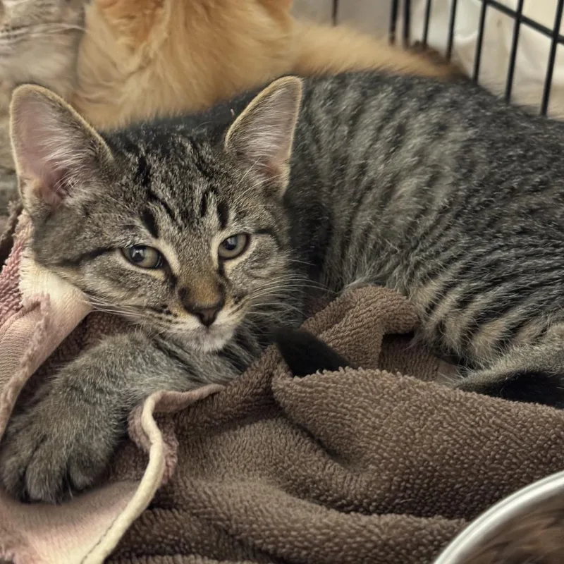 A young medium-sized male Brown / Chocolate Domestic Short Hair cat named Percy for adoption in South Elgin, IL