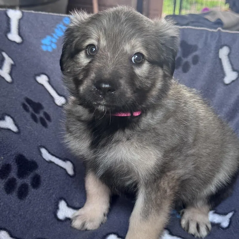 A baby medium-sized female Sable Border Collie dog named Sadie for adoption in Floresville, TX