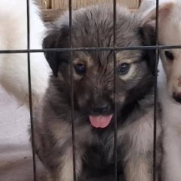 Sadie thumbnail 2