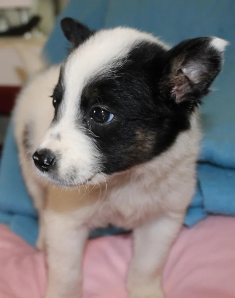 A baby medium-sized female Tricolor (Brown, Black, & White) Australian Shepherd dog named Olive for adoption in Huron, SD