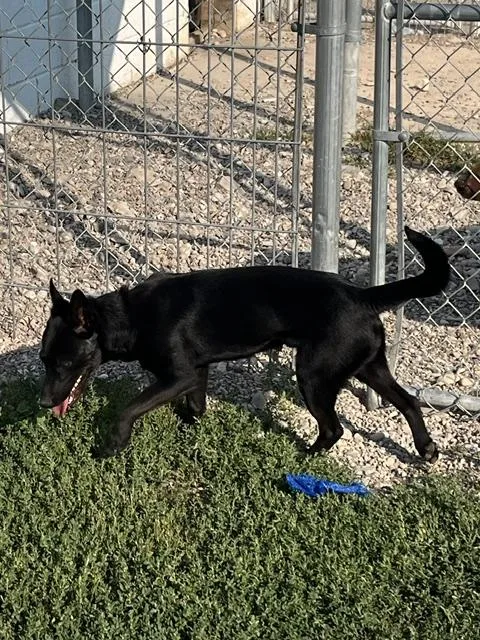 A young small-sized male Black Australian Kelpie dog named Bucky for adoption in Montpelier, ID