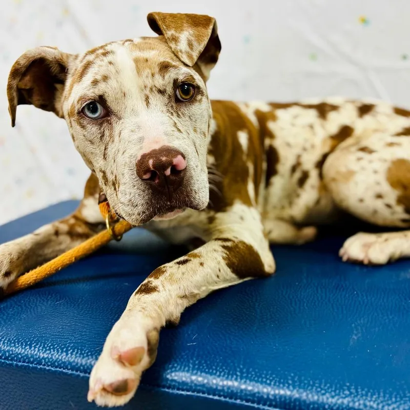 A young medium-sized female White / Cream Pit Bull Terrier dog named Squirt for adoption in Lebanon, MO