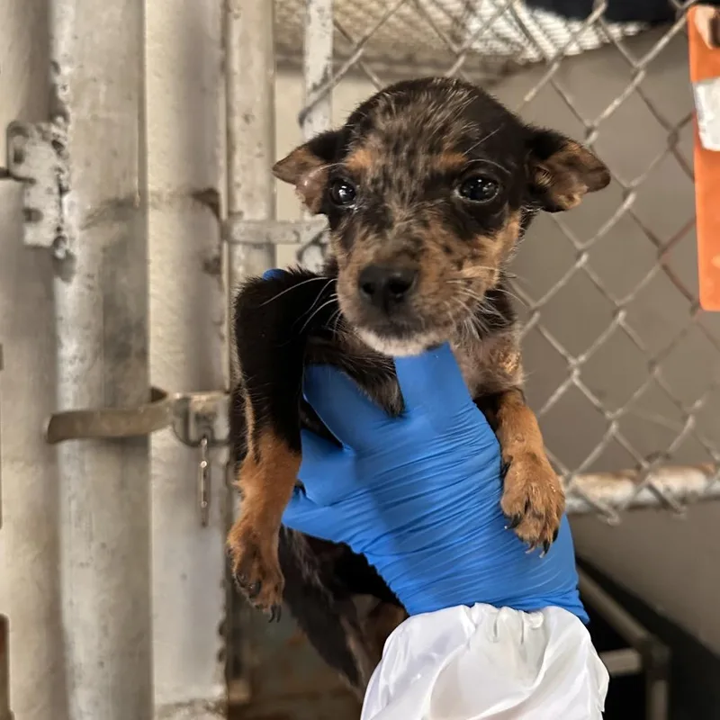 A baby small-sized female Black Terrier dog named Rosita for adoption in Edinburg, TX
