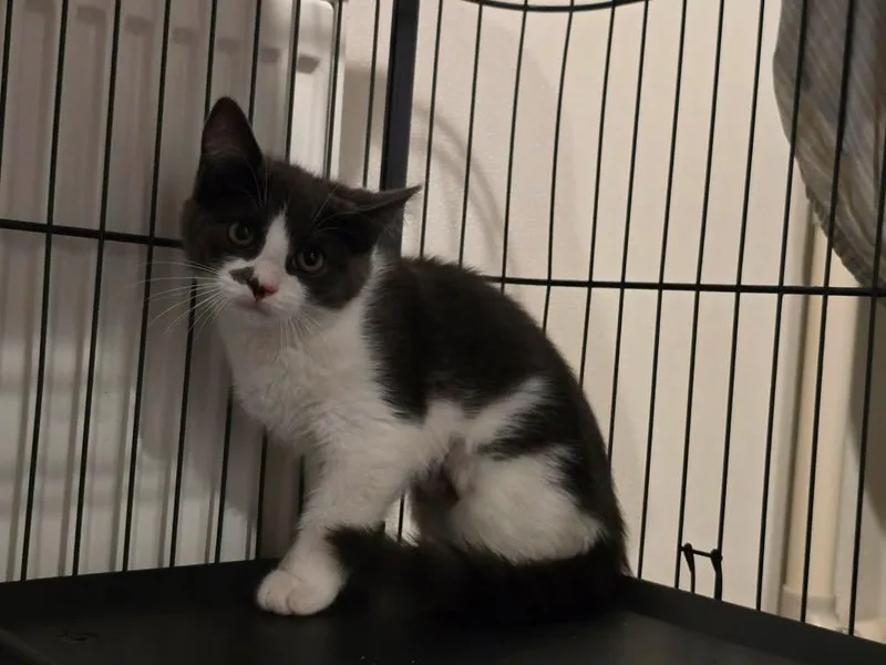 A baby medium-sized female Domestic Short Hair cat named Ashfur for adoption in Winthrop, ME