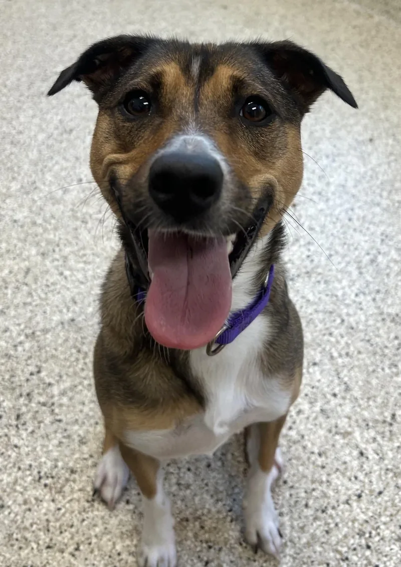 A young medium-sized female Hound dog named Jerzey for adoption in Ocean City, NJ
