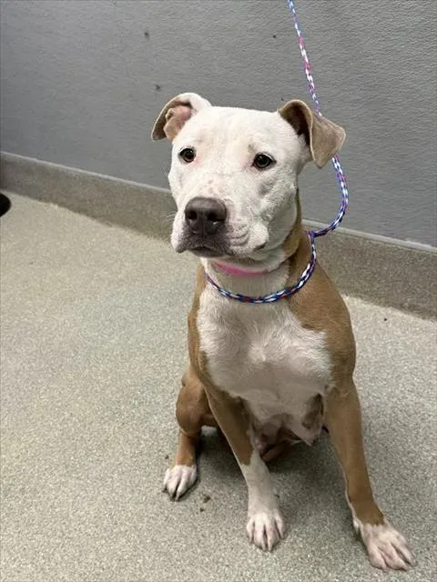 A young large-sized female Pit Bull Terrier dog named Puppermint for adoption in Las Vegas, NV