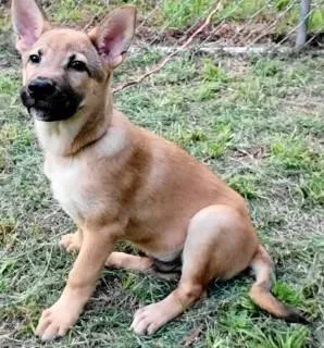 A baby medium-sized male Shepherd dog named Kash for adoption in Chelmsford, MA