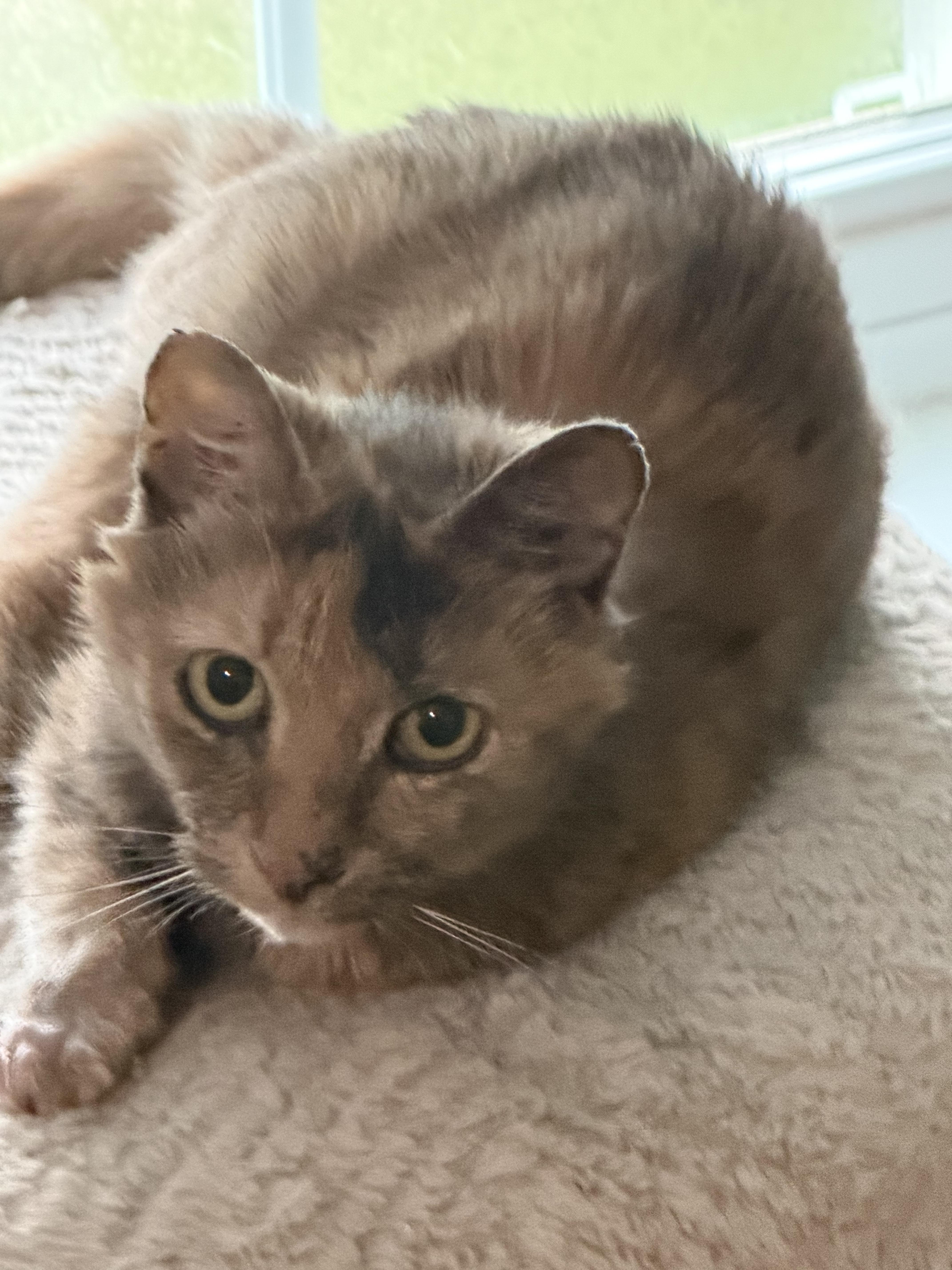 A senior medium-sized female Orange / Red Dilute Calico cat named Amalia for adoption in Charlotte, NC