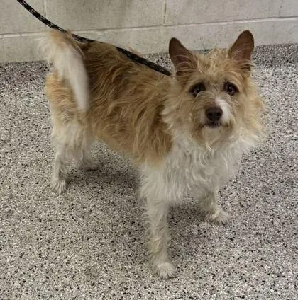 An adult medium-sized male Yellow / Tan / Blond / Fawn Terrier dog named Thatcher for adoption in Kansas City, MO
