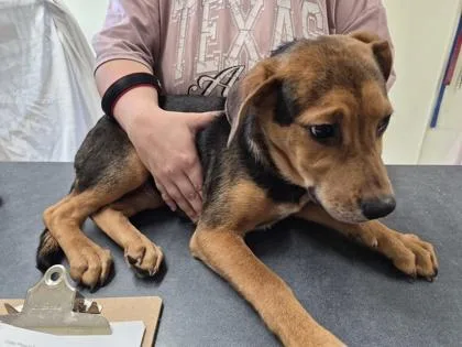 A young medium-sized male Mixed Breed dog named Cash for adoption in Clarks Summit, PA