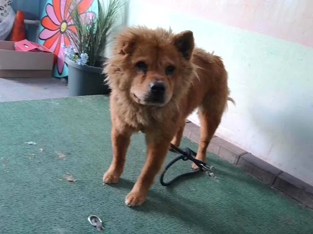 An adult large-sized female Chow Chow dog named Mocha for adoption in Baldwin Park, CA
