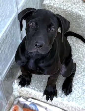 An adult medium-sized male Labrador Retriever dog named Willie Nelson for adoption in Washington, DC